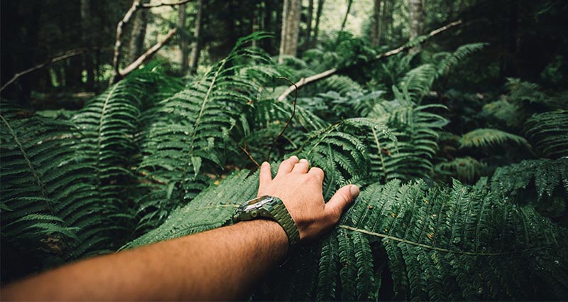 Explorer In Jungle