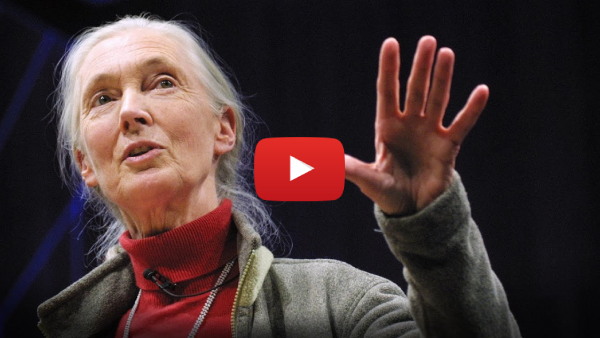Dr Jane Goodall Official Speaker on Becoming Net Zero