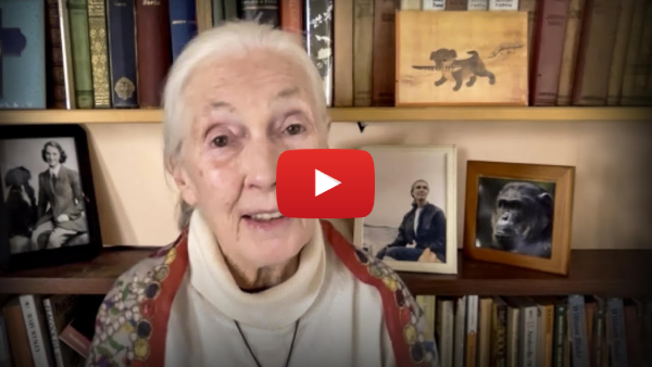 Dame Jane Goodall Official Speaker on ESG